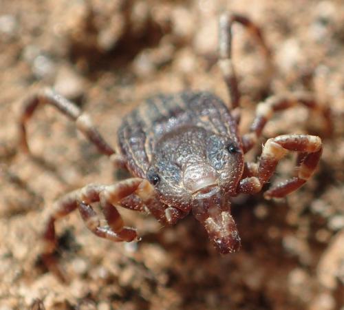 Réf. 351 723 : Hyalomma marginatum